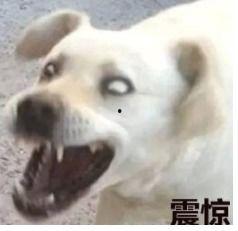 娱乐吃瓜君傻狗的日常,揭秘娱乐圈那些事儿